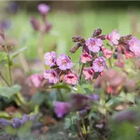 Bienenfreundliche Stauden auf den ersten Blick erkennen