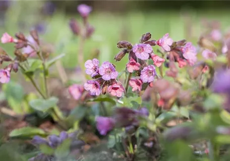 Pulmonaria officinalis - Echtes Lungenkraut