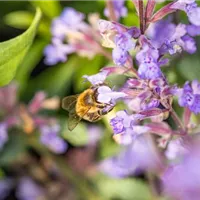 Verschiedene bienenfreundliche Stauden entdecken