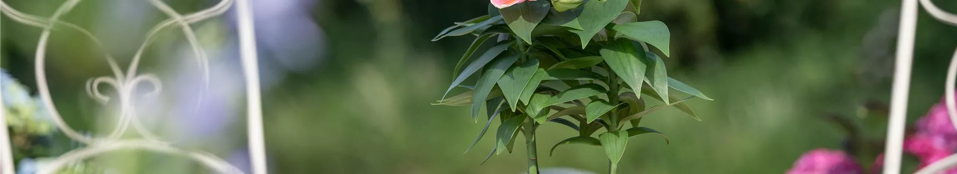 Blumentöpfe – raus aus dem Schuppen, rein in den Garten!