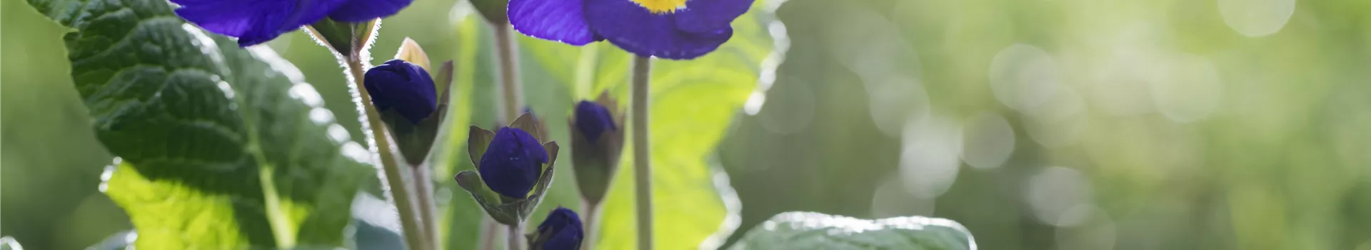 Das Staudenbeet im Frühling – Frühjahrsputz und bunte Blüten