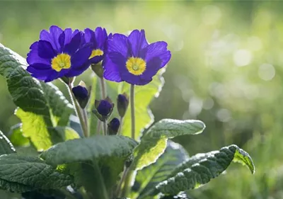 Das Staudenbeet im Frühling – Frühjahrsputz und bunte Blüten