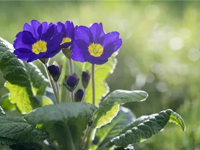 Das Staudenbeet im Frühling – Frühjahrsputz und bunte Blüten