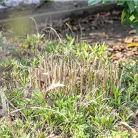 Bestandsaufnahme im Staudenbeet im Frühling