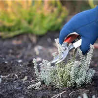 Verjüngungskur für das Staudenbeet im Frühling