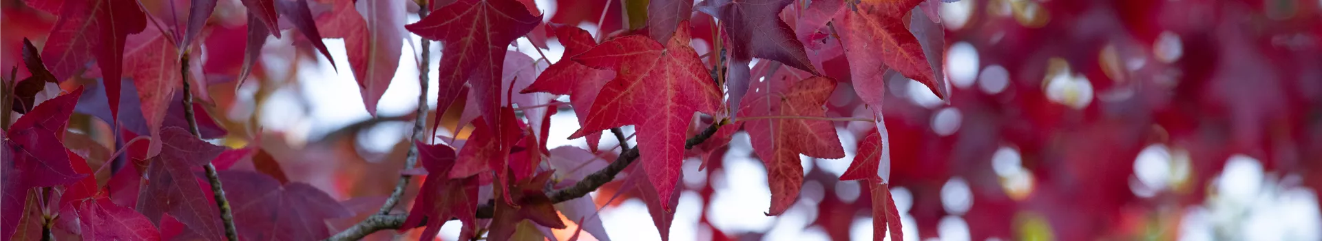 Der Herbst und seine bunte Farbenpracht der Laubgehölze