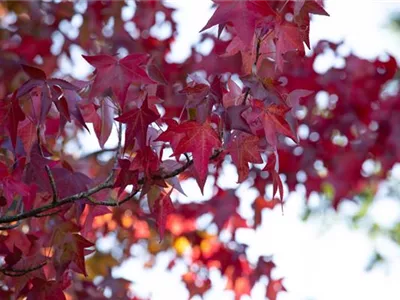 Der Herbst und seine bunte Farbenpracht der Laubgehölze