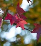 Amerikanischer Amberbaum - Liquidambar styraciflua - Formgehölze