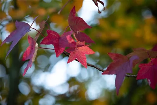 Amerikanischer Amberbaum - Liquidambar styraciflua - Formgehölze