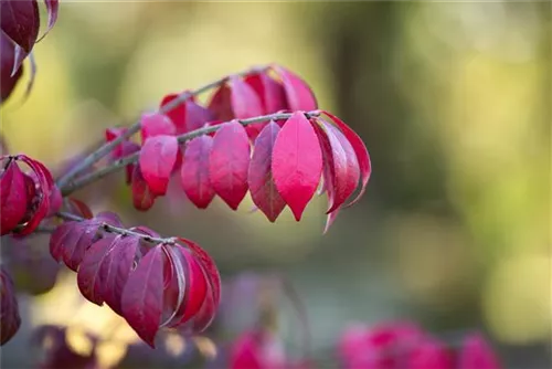 Korkflügelstrauch 'Compactus' - Euonymus alatus 'Compactus'