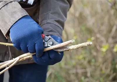 Der Obstbaumschnitt im Winter als Verjüngungskur