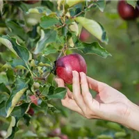 Der richtige Zeitpunkt für den Obstbaumschnitt im Winter