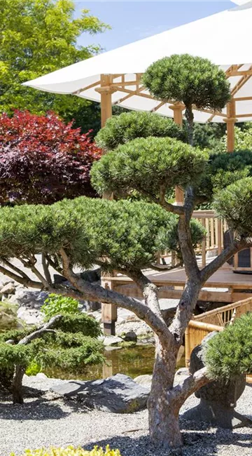 Ein Bonsai vereint Kunst und Natur auf einmalige Weise