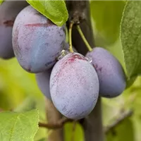 Ein Naschgarten mit Früchten und Beeren hat viel zu bieten