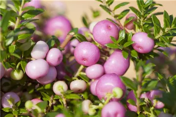 Fruchtschmuck im Winter – Es müssen nicht immer Blüten sein