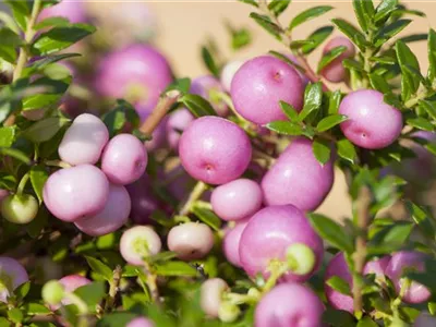 Fruchtschmuck im Winter – Es müssen nicht immer Blüten sein