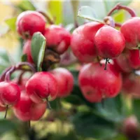 Fruchtschmuck im Winter muss nicht groß sein