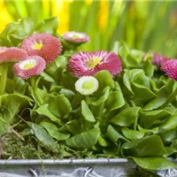 Gärtnern auf dem Balkon im Frühling