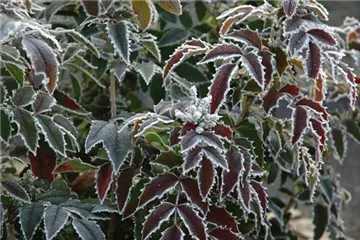 Gießen im Winter – So trocknen die Pflanzen nicht aus