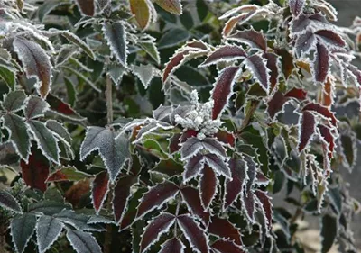 Gießen im Winter – So trocknen die Pflanzen nicht aus