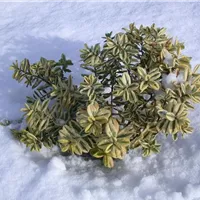 Gartenpflanzen gießen im Winter