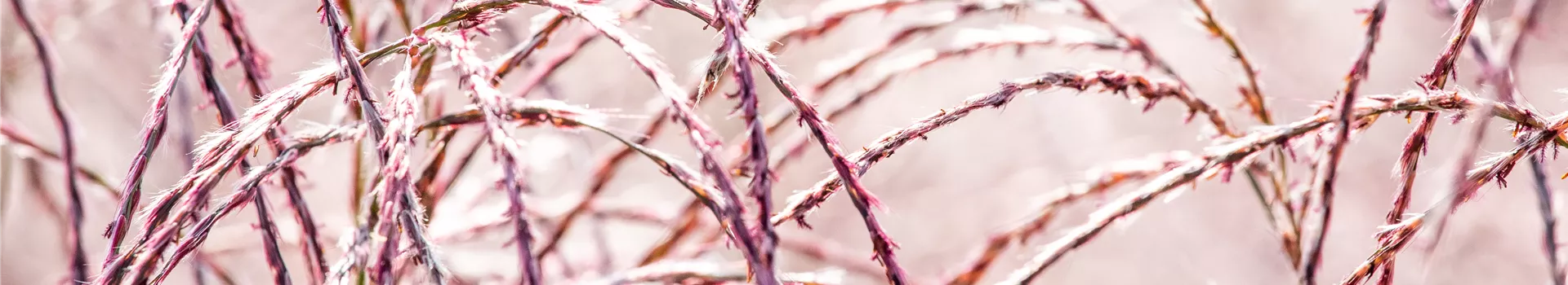 Gräser im Garten – farbenfrohe Vielfalt zu jeder Jahreszeit