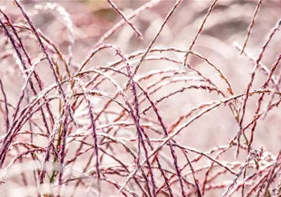 Gräser im Garten – farbenfrohe Vielfalt zu jeder Jahreszeit