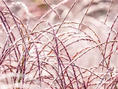 Gräser im Garten – farbenfrohe Vielfalt zu jeder Jahreszeit