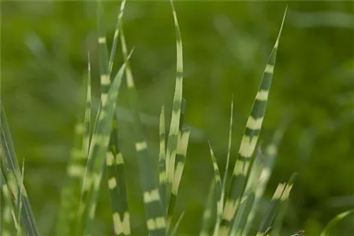 Überhängender Garten-Zebraschilf - Miscanthus sinensis 'Zebrinus'