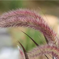 Immer eine gute Idee: Im Frühjahr Gräser im Garten pflanzen