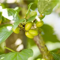 Heimische Gehölze neu entdecken