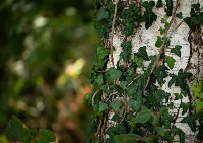 Kletterpflanzen – Ein Garten wie im Märchen