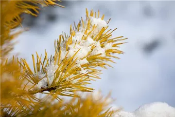 Koniferen im Garten – Auch im Winter ein Hingucker