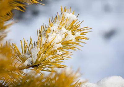 Koniferen im Garten – Auch im Winter ein Hingucker