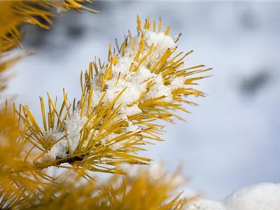 Koniferen im Garten – Auch im Winter ein Hingucker