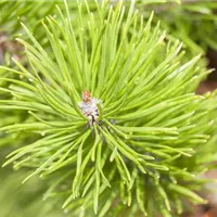 Koniferen im Garten sorgen für Farbe