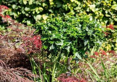 Laub- und Nadelgehölze verleihen dem Garten Struktur