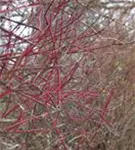 Purpur-Hartriegel - Cornus alba 'Sibirica'