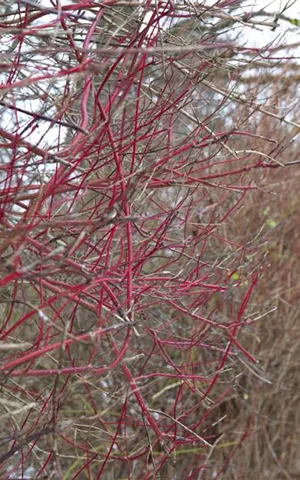 Cornus alba 'Sibirica'