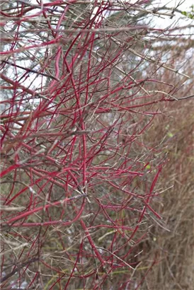 Purpur-Hartriegel - Cornus alba 'Sibirica'