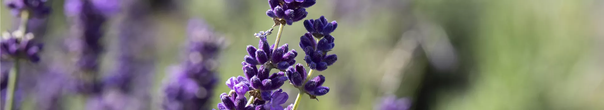 Lavendel im Garten pflanzen – für ein duftendes Blütenmeer