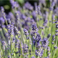 In wenigen Schritten duftenden Lavendel im Garten pflanzen