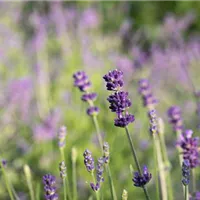 Lavendel im Garten pflanzen schenkt alljährlichen Blütenduft