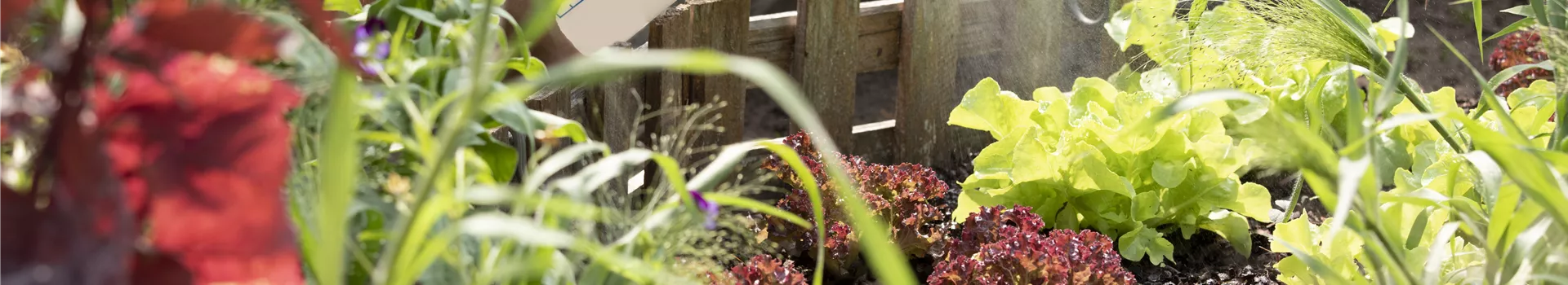 Mit dem richtigen Dünger bleiben Pflanzen im Garten auf Zack