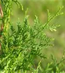 Lebensbaum 'Brabant' - Thuja occidentalis 'Brabant' - Heckenelemente