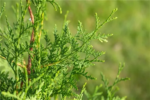 Lebensbaum 'Brabant' - Thuja occidentalis 'Brabant' - Heckenelemente