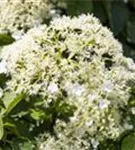 Kletterhortensie - Hydrangea petiolaris - Heckenelemente