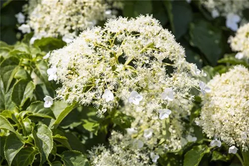 Kletterhortensie - Hydrangea petiolaris - Heckenelemente