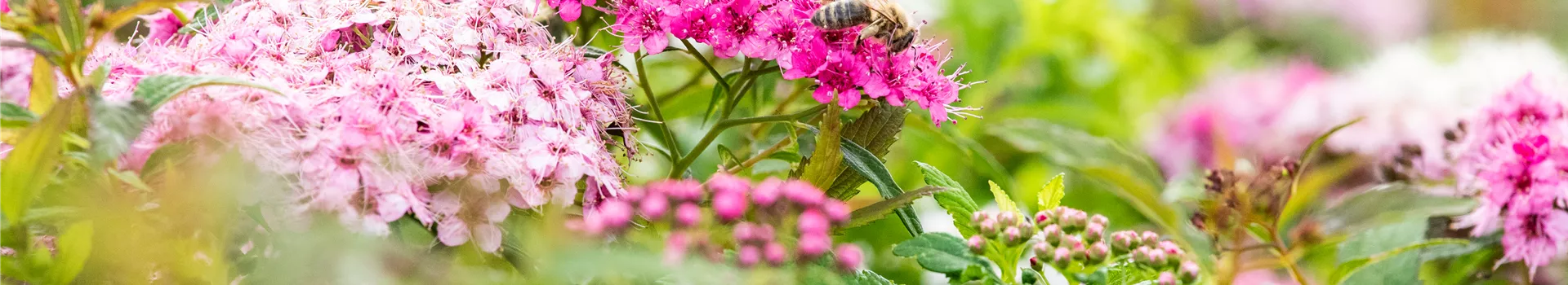 Pflanzen im Sommer gießen – So brennt nichts an