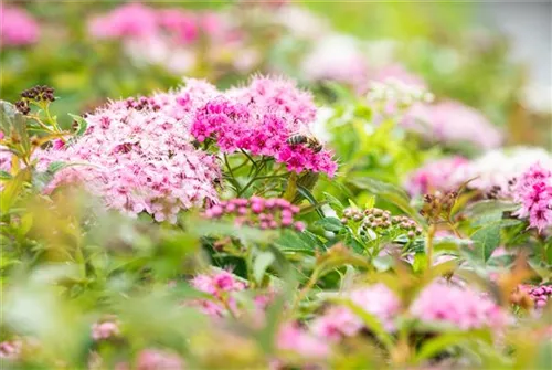 Rosa Zwergspiere - Spiraea japonica 'Little Princess'